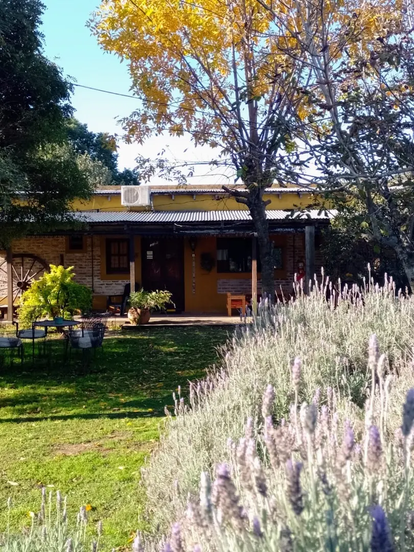 Lavandas en flor frente a la casa, con el parque detrás.