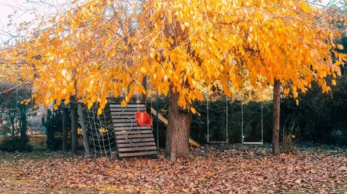 El parque en otoño: un árbol de hojas amarillas sobre los juegos y el césped cubierto de hojas.